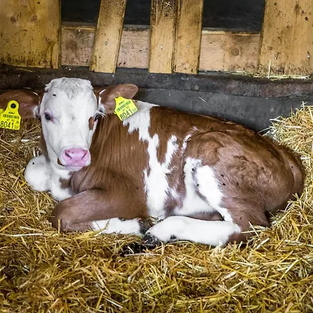 Oberlettlhof Saalfelden