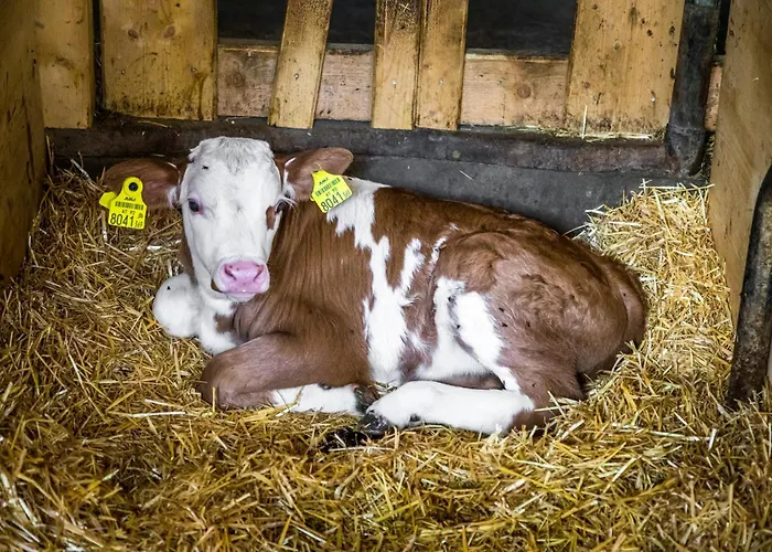 Oberlettlhof Saalfelden